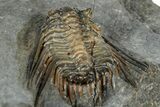 Spiny Leonaspsis Trilobite - Morocco #300559-5